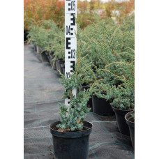Ялівець китайський Блю Альпс | Juniperus chinensis Blue Alps | Можжевельник китайский Блю Альпс