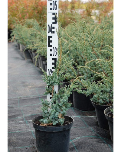 Ялівець китайський Блю Альпс | Juniperus chinensis Blue Alps | Можжевельник китайский Блю Альпс