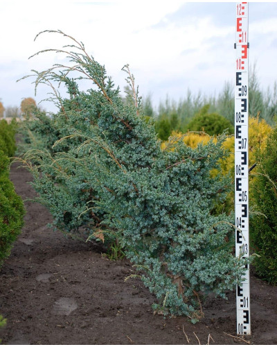 Ялівець китайський Блю Альпс | Juniperus chinensis Blue Alps | Можжевельник китайский Блю Альпс