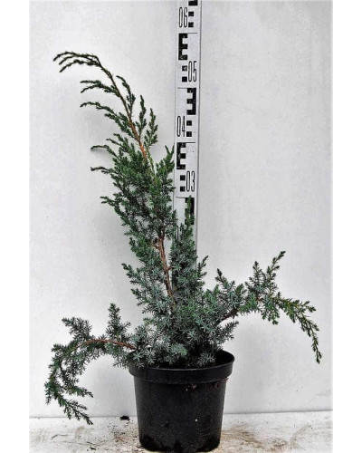 Ялівець китайський Блю Альпс | Juniperus chinensis Blue Alps | Можжевельник китайский Блю Альпс