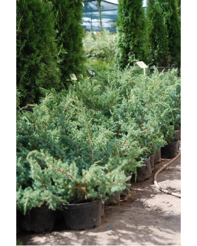 Ялівець китайський Блю Альпс | Juniperus chinensis Blue Alps | Можжевельник китайский Блю Альпс