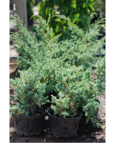 Ялівець китайський Блю Альпс | Juniperus chinensis Blue Alps | Можжевельник китайский Блю Альпс