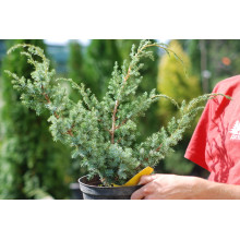 Ялівець китайський Блю Альпс | Juniperus chinensis Blue Alps | Можжевельник китайский Блю Альпс