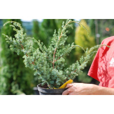Ялівець китайський Блю Альпс | Juniperus chinensis Blue Alps | Можжевельник китайский Блю Альпс
