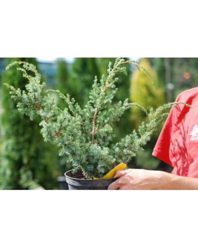 Ялівець китайський Блю Альпс | Juniperus chinensis Blue Alps | Можжевельник китайский Блю Альпс
