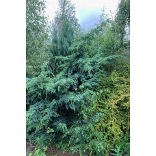 Ялівець китайський Блю Альпс | Juniperus chinensis Blue Alps | Можжевельник китайский Блю Альпс