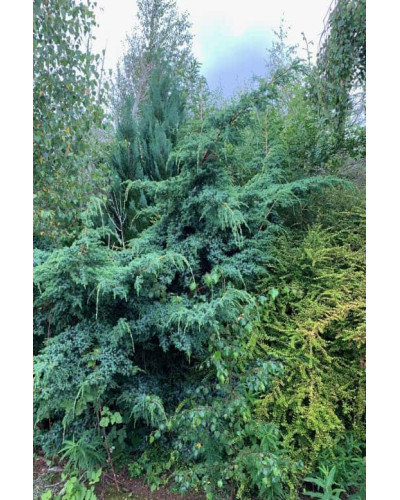 Ялівець китайський Блю Альпс | Juniperus chinensis Blue Alps | Можжевельник китайский Блю Альпс
