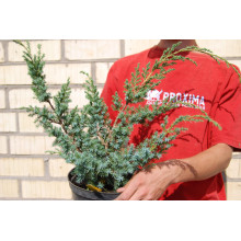 Ялівець китайський Блю Альпс | Juniperus chinensis Blue Alps | Можжевельник китайский Блю Альпс