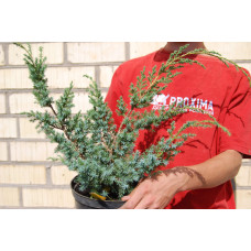 Ялівець китайський Блю Альпс | Juniperus chinensis Blue Alps | Можжевельник китайский Блю Альпс