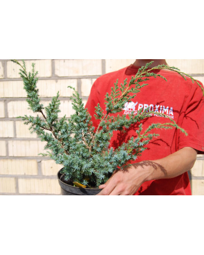 Ялівець китайський Блю Альпс | Juniperus chinensis Blue Alps | Можжевельник китайский Блю Альпс