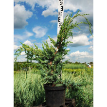 Ялівець китайський Блю Альпс | Juniperus chinensis Blue Alps | Можжевельник китайский Блю Альпс