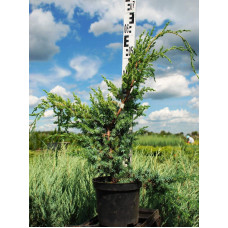 Ялівець китайський Блю Альпс | Juniperus chinensis Blue Alps | Можжевельник китайский Блю Альпс