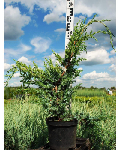 Ялівець китайський Блю Альпс | Juniperus chinensis Blue Alps | Можжевельник китайский Блю Альпс