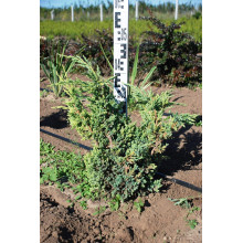 Ялівець китайський Блю Альпс | Juniperus chinensis Blue Alps | Можжевельник китайский Блю Альпс