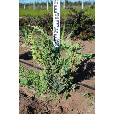 Ялівець китайський Блю Альпс | Juniperus chinensis Blue Alps | Можжевельник китайский Блю Альпс