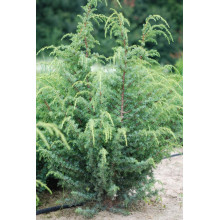 Ялівець китайський Блю Альпс | Juniperus chinensis Blue Alps | Можжевельник китайский Блю Альпс