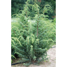Ялівець китайський Блю Альпс | Juniperus chinensis Blue Alps | Можжевельник китайский Блю Альпс