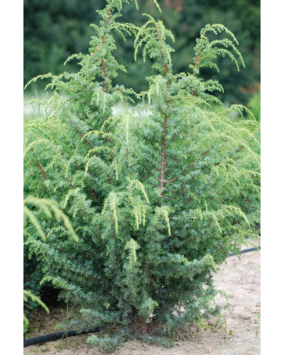 Ялівець китайський Блю Альпс | Juniperus chinensis Blue Alps | Можжевельник китайский Блю Альпс