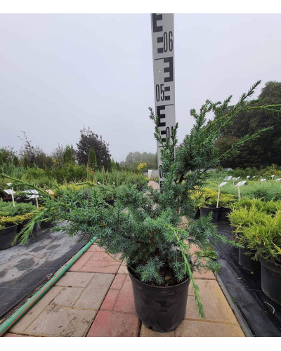 Ялівець китайський Блю Альпс | Juniperus chinensis Blue Alps | Можжевельник китайский Блю Альпс