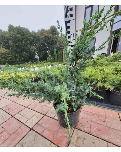 Ялівець китайський Блю Альпс | Juniperus chinensis Blue Alps | Можжевельник китайский Блю Альпс