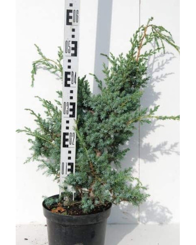 Ялівець китайський Блю Альпс | Juniperus chinensis Blue Alps | Можжевельник китайский Блю Альпс