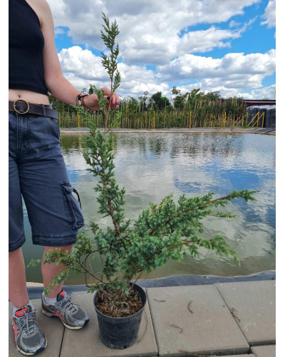 Ялівець китайський Блю Альпс | Juniperus chinensis Blue Alps | Можжевельник китайский Блю Альпс