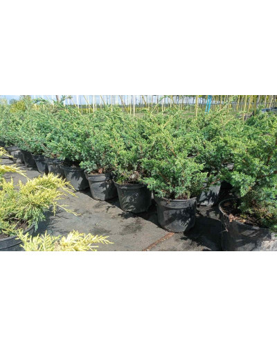Ялівець китайський Блю Альпс | Juniperus chinensis Blue Alps | Можжевельник китайский Блю Альпс