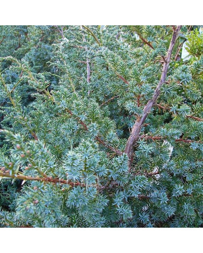Ялівець китайський Блю Альпс | Juniperus chinensis Blue Alps | Можжевельник китайский Блю Альпс