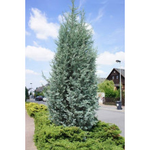 Ялівець скельний Блю Хевен | Juniperus scopulorum Blue Heaven | Можжевельник скальный Блю Хевен