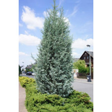 Ялівець скельний Блю Хевен | Juniperus scopulorum Blue Heaven | Можжевельник скальный Блю Хевен