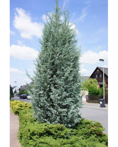 Ялівець скельний Блю Хевен | Juniperus scopulorum Blue Heaven | Можжевельник скальный Блю Хевен