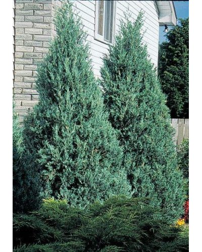Ялівець скельний Блю Хевен | Juniperus scopulorum Blue Heaven | Можжевельник скальный Блю Хевен