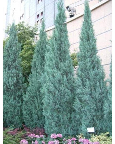 Ялівець скельний Блю Хевен | Juniperus scopulorum Blue Heaven | Можжевельник скальный Блю Хевен