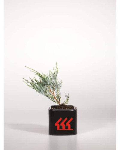 Ялівець скельний Блю Хевен | Juniperus scopulorum Blue Heaven | Можжевельник скальный Блю Хевен