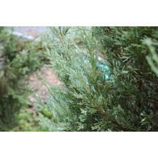 Ялівець скельний Блю Хевен | Juniperus scopulorum Blue Heaven | Можжевельник скальный Блю Хевен
