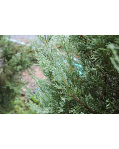 Ялівець скельний Блю Хевен | Juniperus scopulorum Blue Heaven | Можжевельник скальный Блю Хевен