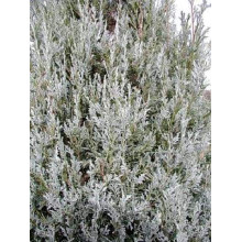 Ялівець скельний Блю Хевен | Juniperus scopulorum Blue Heaven | Можжевельник скальный Блю Хевен