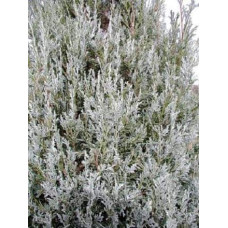 Ялівець скельний Блю Хевен | Juniperus scopulorum Blue Heaven | Можжевельник скальный Блю Хевен
