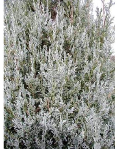 Ялівець скельний Блю Хевен | Juniperus scopulorum Blue Heaven | Можжевельник скальный Блю Хевен