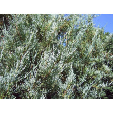 Ялівець скельний Блю Хевен | Juniperus scopulorum Blue Heaven | Можжевельник скальный Блю Хевен