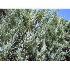 Ялівець скельний Блю Хевен | Juniperus scopulorum Blue Heaven | Можжевельник скальный Блю Хевен
