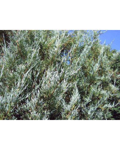 Ялівець скельний Блю Хевен | Juniperus scopulorum Blue Heaven | Можжевельник скальный Блю Хевен