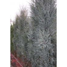 Ялівець скельний Блю Хевен | Juniperus scopulorum Blue Heaven | Можжевельник скальный Блю Хевен