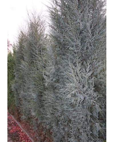 Ялівець скельний Блю Хевен | Juniperus scopulorum Blue Heaven | Можжевельник скальный Блю Хевен