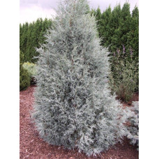 Ялівець скельний Блю Хевен | Juniperus scopulorum Blue Heaven | Можжевельник скальный Блю Хевен