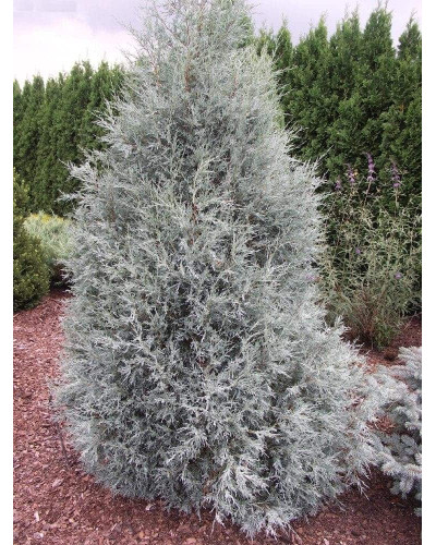 Ялівець скельний Блю Хевен | Juniperus scopulorum Blue Heaven | Можжевельник скальный Блю Хевен