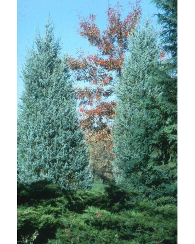 Ялівець скельний Блю Хевен | Juniperus scopulorum Blue Heaven | Можжевельник скальный Блю Хевен
