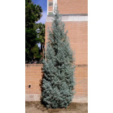 Ялівець скельний Блю Хевен | Juniperus scopulorum Blue Heaven | Можжевельник скальный Блю Хевен