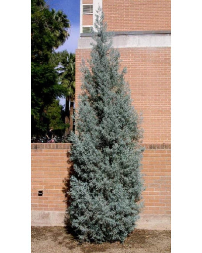 Ялівець скельний Блю Хевен | Juniperus scopulorum Blue Heaven | Можжевельник скальный Блю Хевен