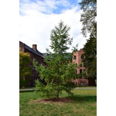Модрина японська Діана | Larix kaempferi Diana | Лиственница японская Диана